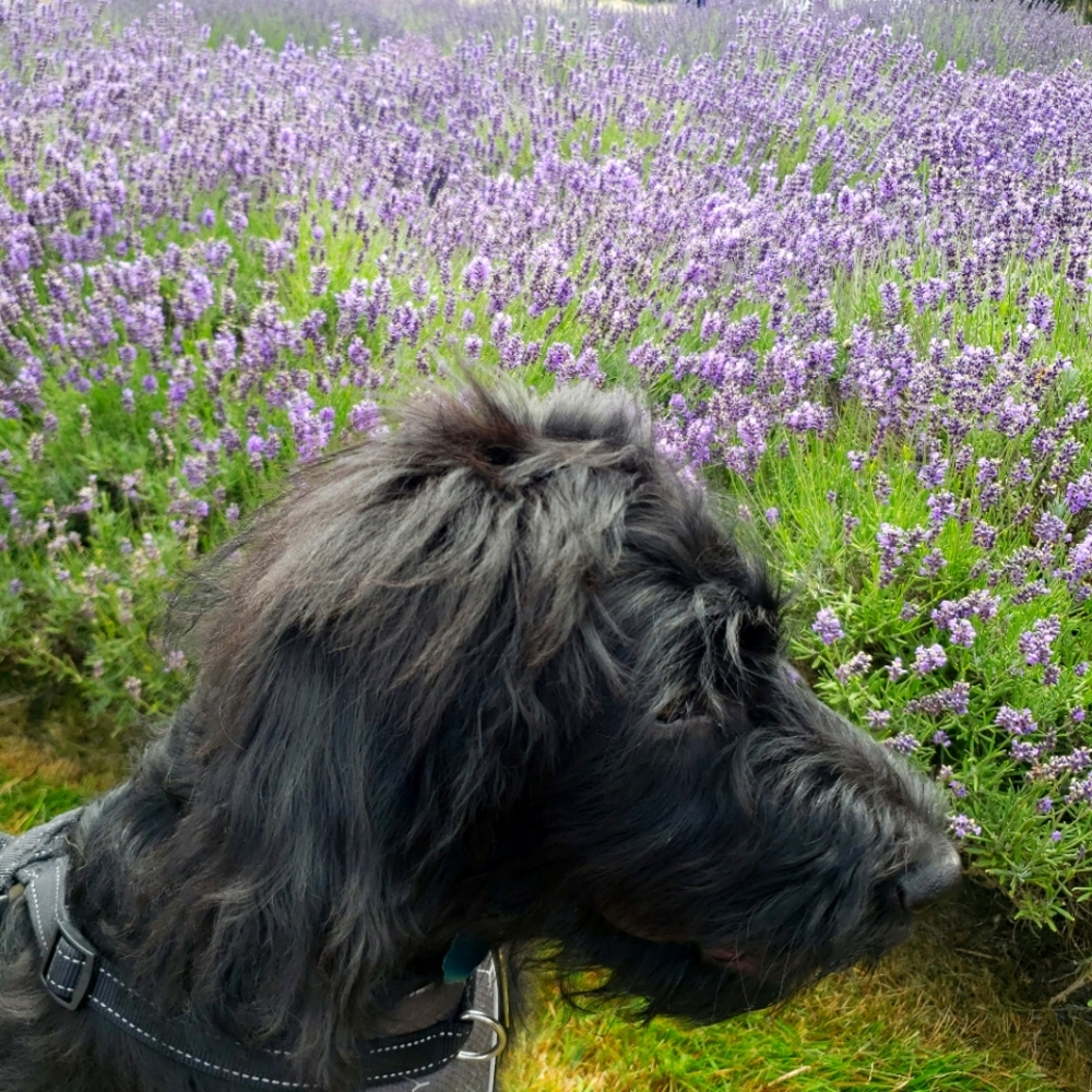 Meet your Posher, Katrina